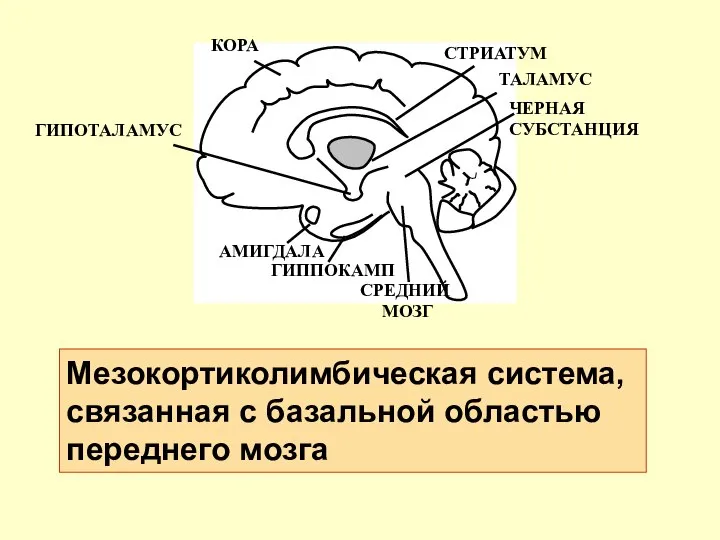 Мезокортиколимбическая система, связанная с базальной областью переднего мозга