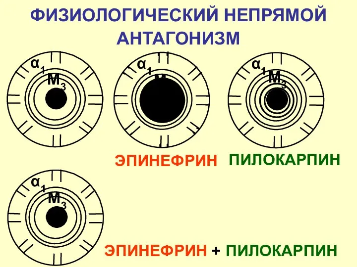α1 М3 ЭПИНЕФРИН α1 М3 ПИЛОКАРПИН ФИЗИОЛОГИЧЕСКИЙ НЕПРЯМОЙ АНТАГОНИЗМ ЭПИНЕФРИН + ПИЛОКАРПИН