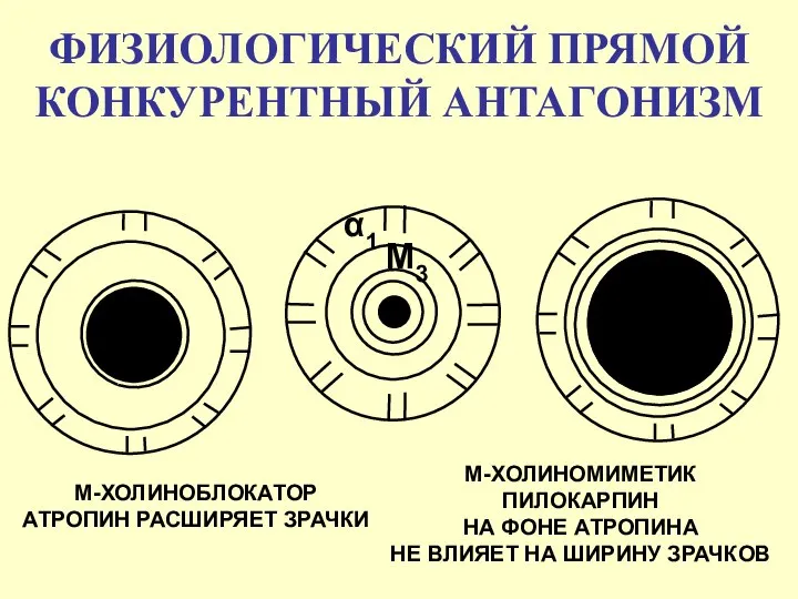 ФИЗИОЛОГИЧЕСКИЙ ПРЯМОЙ КОНКУРЕНТНЫЙ АНТАГОНИЗМ М-ХОЛИНОБЛОКАТОР АТРОПИН РАСШИРЯЕТ ЗРАЧКИ М-ХОЛИНОМИМЕТИК ПИЛОКАРПИН НА