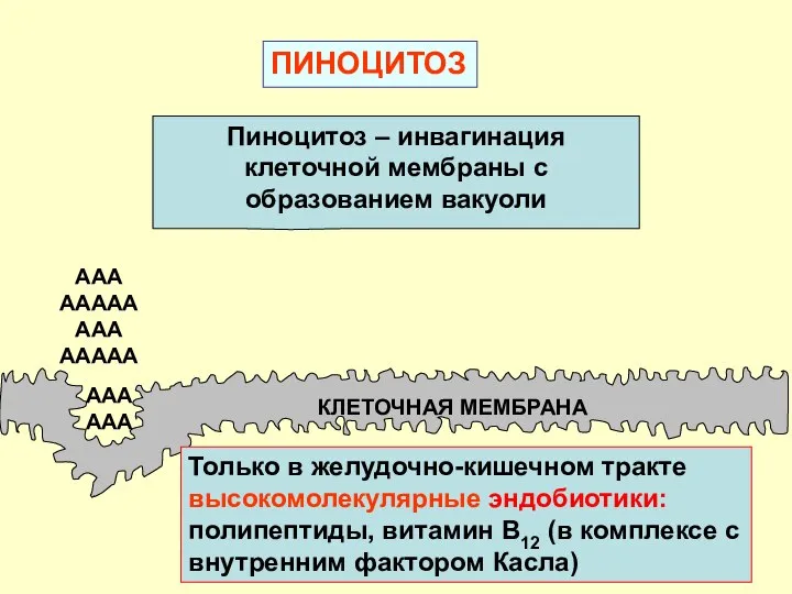 ПИНОЦИТОЗ КЛЕТОЧНАЯ МЕМБРАНА ААА ААААА ААА ААААА ААА ААА Пиноцитоз –