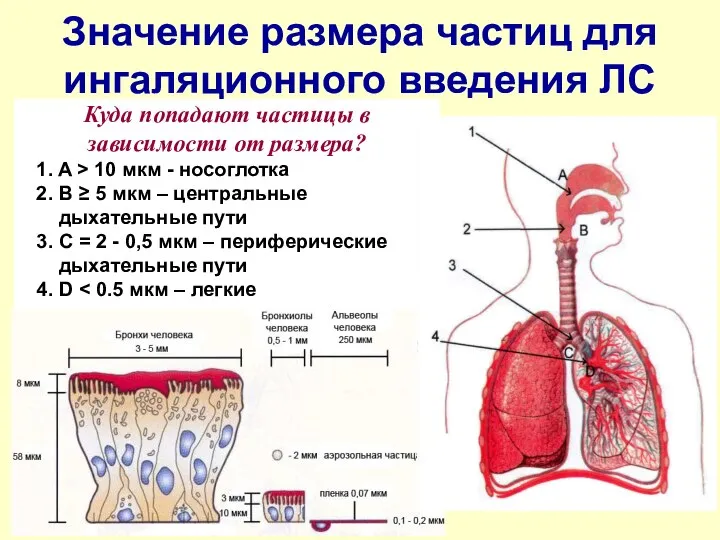 Значение размера частиц для ингаляционного введения ЛС