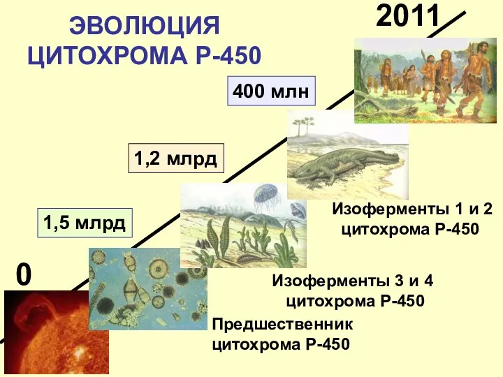 ЭВОЛЮЦИЯ ЦИТОХРОМА Р-450 2011