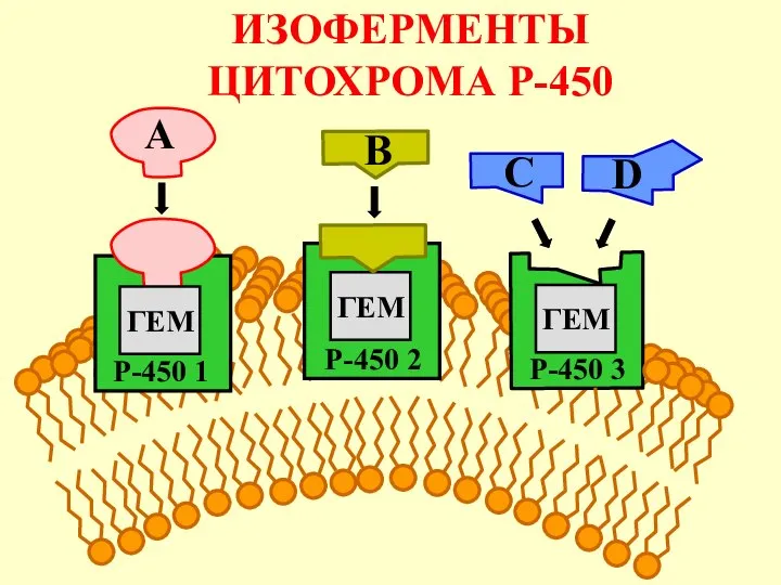 ГЕМ ГЕМ ГЕМ B A P-450 1 P-450 2 P-450 3 C D ИЗОФЕРМЕНТЫ ЦИТОХРОМА P-450