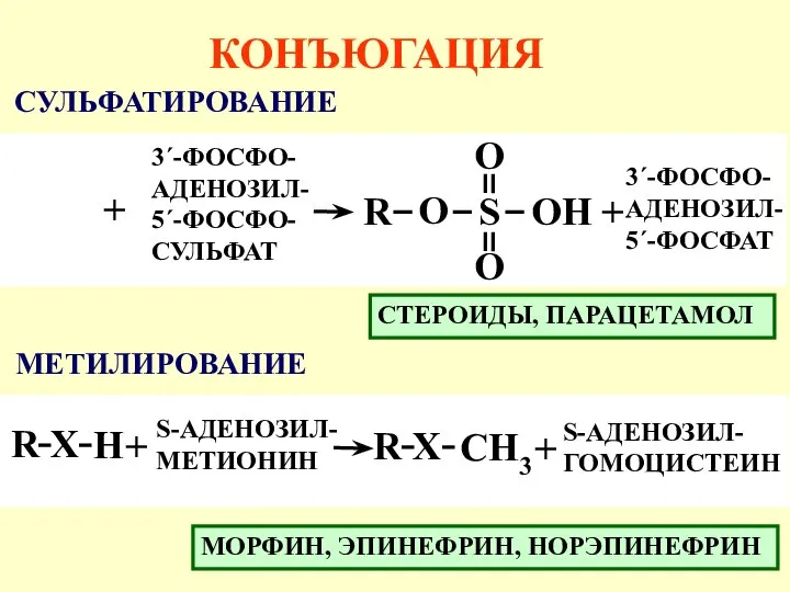 КОНЪЮГАЦИЯ СУЛЬФАТИРОВАНИЕ МЕТИЛИРОВАНИЕ ROH S-АДЕНОЗИЛ- ГОМОЦИСТЕИН