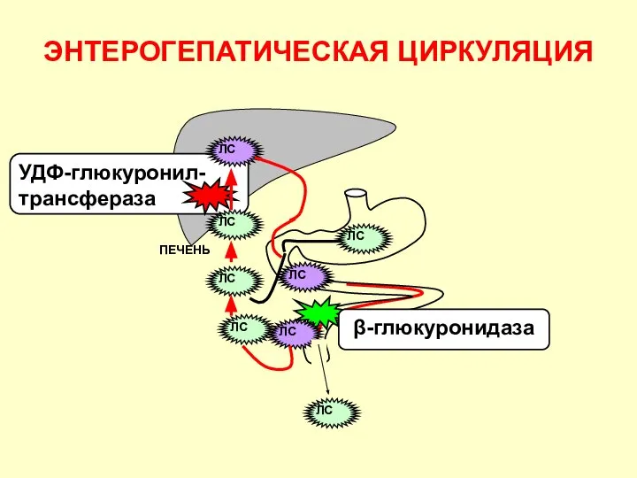 ЭНТЕРОГЕПАТИЧЕСКАЯ ЦИРКУЛЯЦИЯ