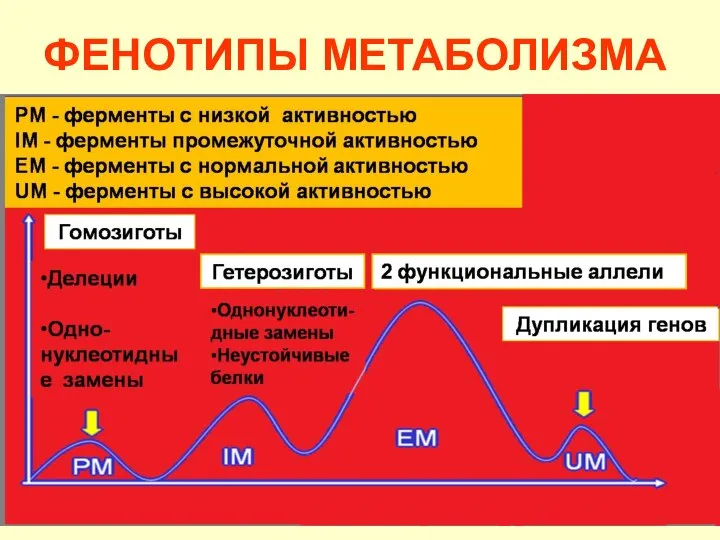 ФЕНОТИПЫ МЕТАБОЛИЗМА