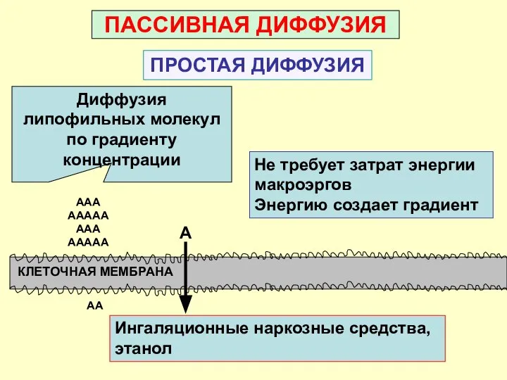 - ПАССИВНАЯ ДИФФУЗИЯ