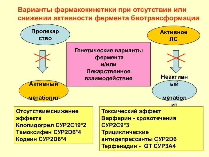 Варианты фармакокинетики при отсутствии или снижении активности фермента биотрансформации