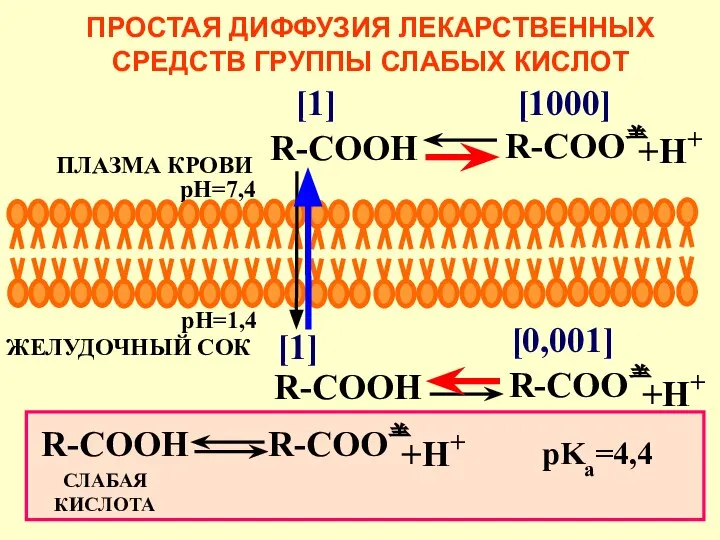 R-COO R-COO ЖЕЛУДОЧНЫЙ СОК ПРОСТАЯ ДИФФУЗИЯ ЛЕКАРСТВЕННЫХ СРЕДСТВ ГРУППЫ СЛАБЫХ КИСЛОТ