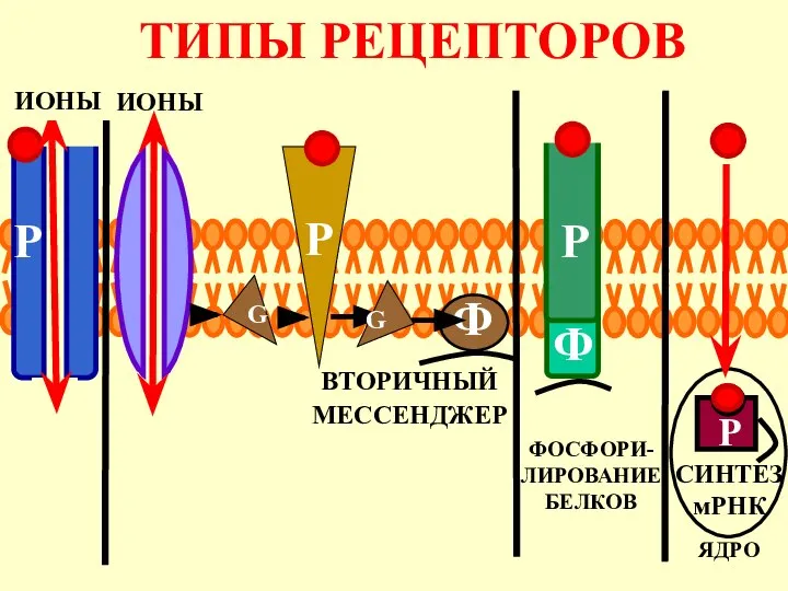 ТИПЫ РЕЦЕПТОРОВ