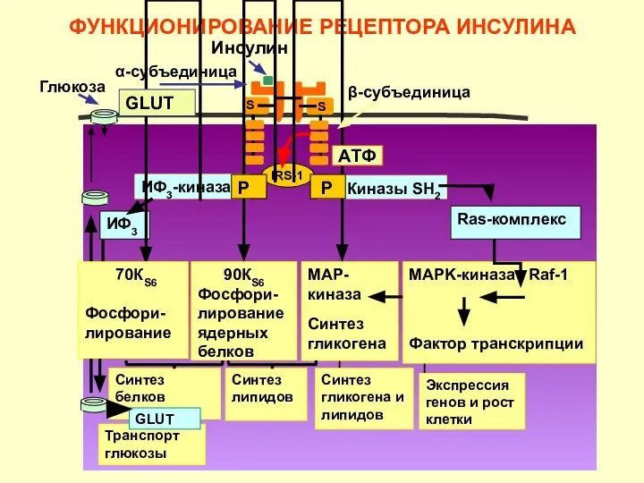 ФУНКЦИОНИРОВАНИЕ РЕЦЕПТОРА ИНСУЛИНА