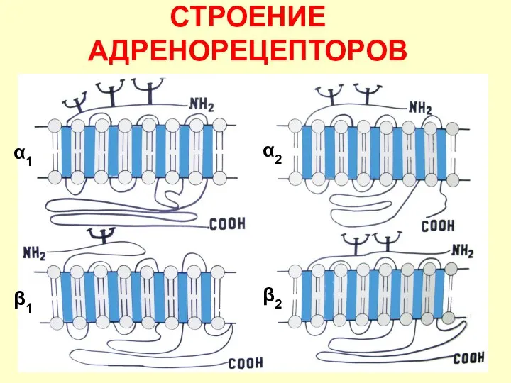 СТРОЕНИЕ АДРЕНОРЕЦЕПТОРОВ