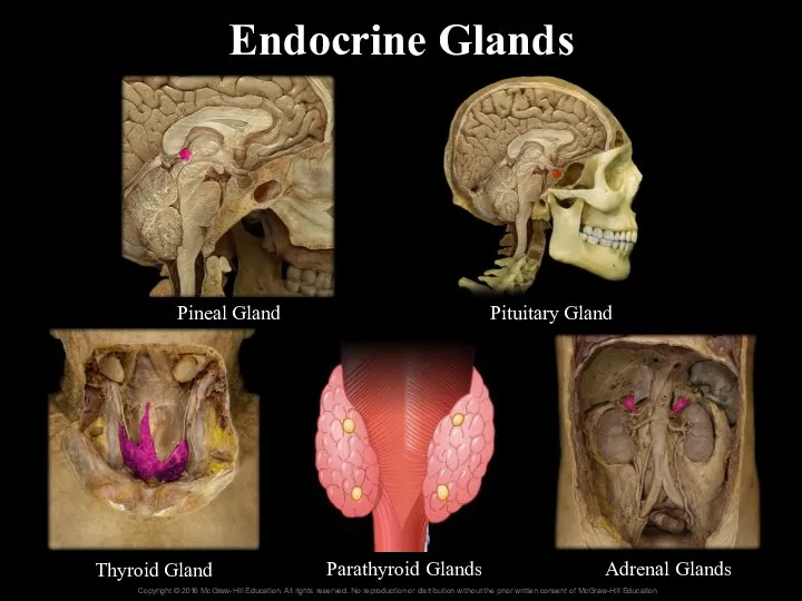 Pineal Gland Pituitary Gland Thyroid Gland Parathyroid Glands Adrenal Glands Endocrine Glands