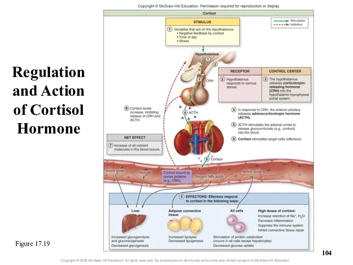 Regulation and Action of Cortisol Hormone Figure 17.19