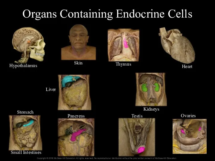 Organs Containing Endocrine Cells Hypothalamus Skin Thymus Heart Kidneys Liver Stomach Small Intestines Pancreas Testis Ovaries