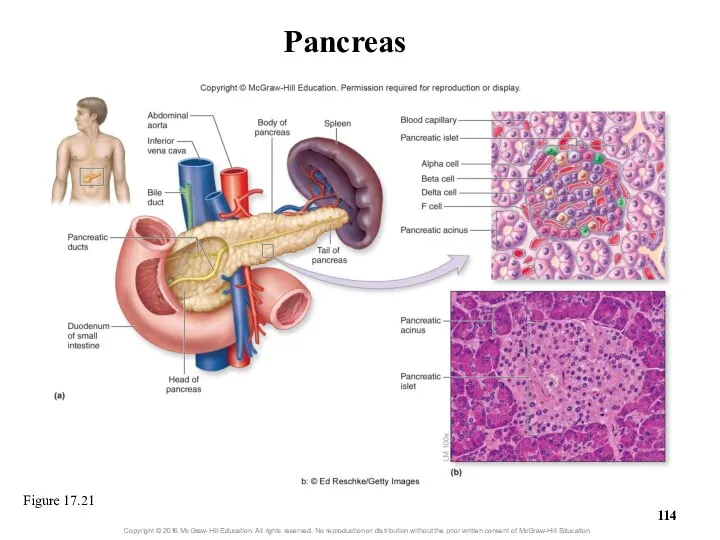 Pancreas Figure 17.21