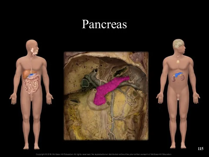 Pancreas