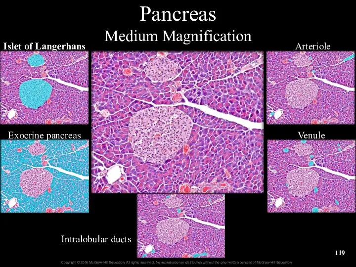 Pancreas Medium Magnification Islet of Langerhans Exocrine pancreas Arteriole Venule Intralobular ducts