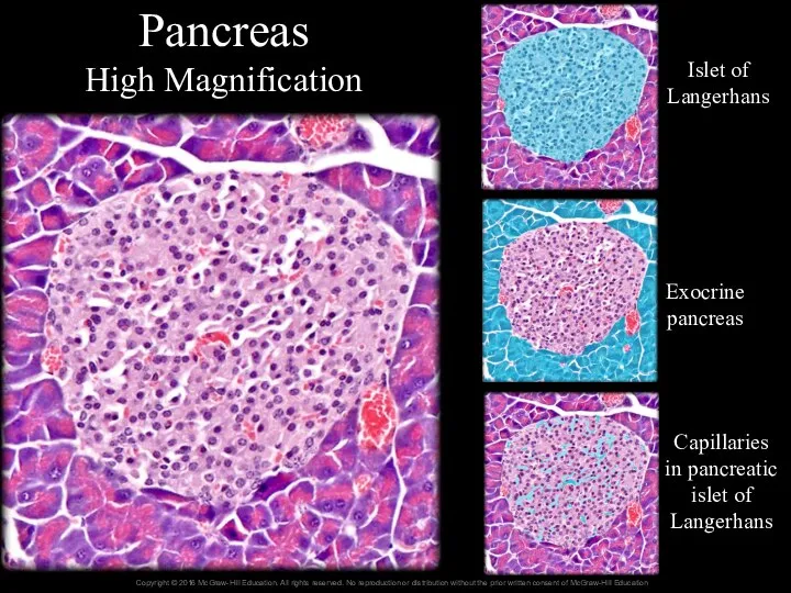 Pancreas High Magnification Islet of Langerhans Exocrine pancreas Capillaries in pancreatic islet of Langerhans