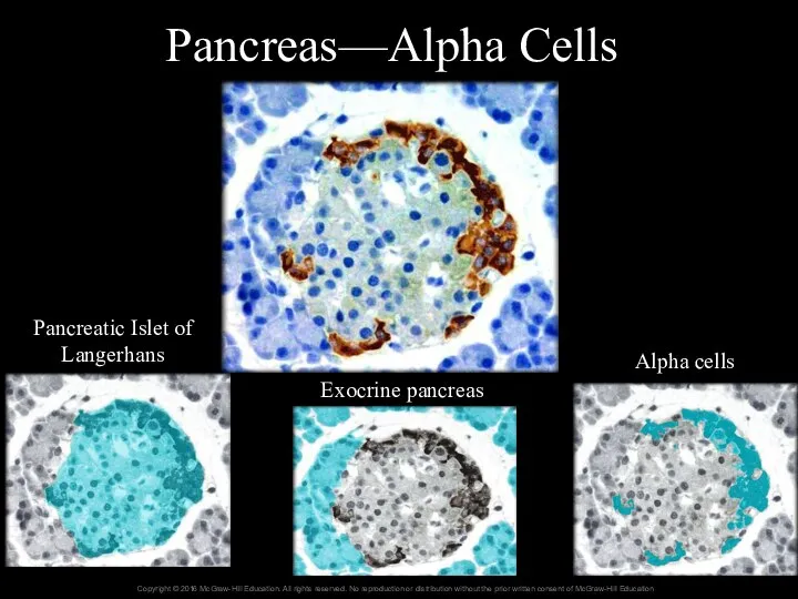 Pancreas—Alpha Cells Pancreatic Islet of Langerhans Exocrine pancreas Alpha cells