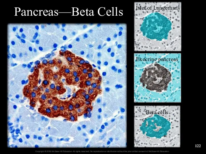 Pancreas—Beta Cells Islet of Langerhans Exocrine pancreas Beta cells