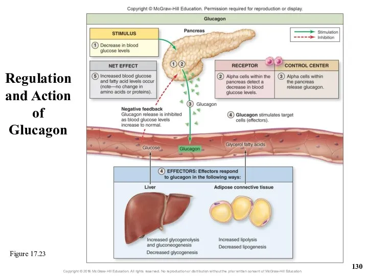 Regulation and Action of Glucagon Figure 17.23