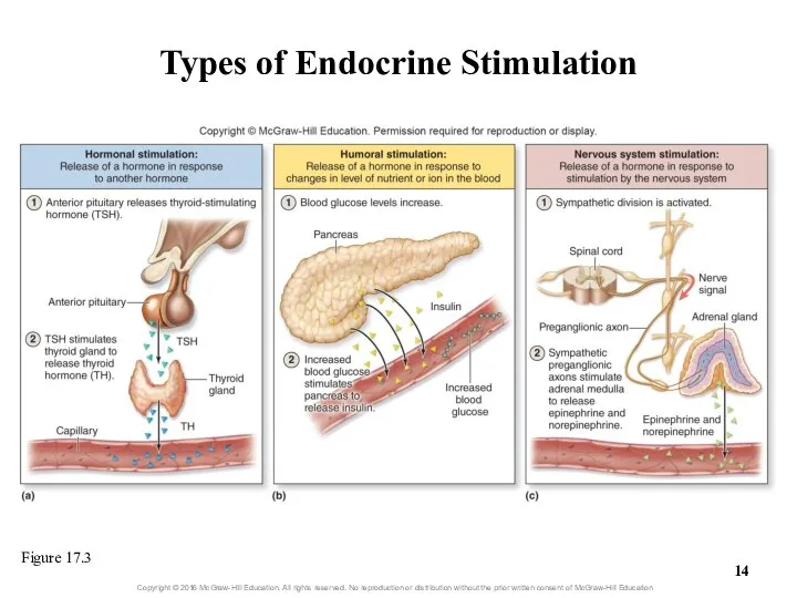 Types of Endocrine Stimulation Figure 17.3