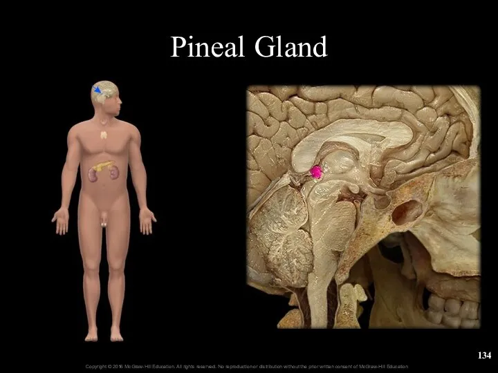 Pineal Gland