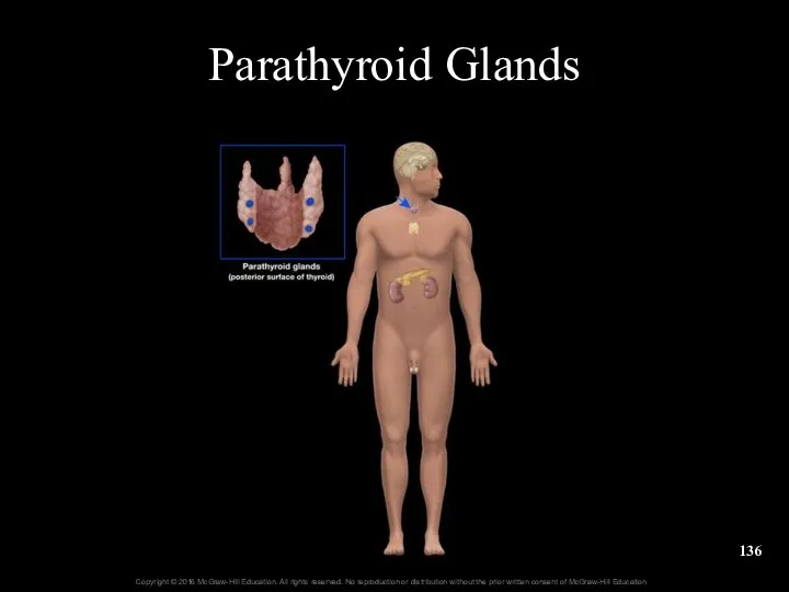 Parathyroid Glands