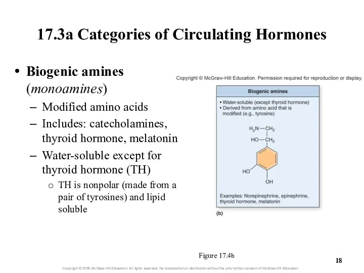 17.3a Categories of Circulating Hormones Figure 17.4b Biogenic amines (monoamines) Modified