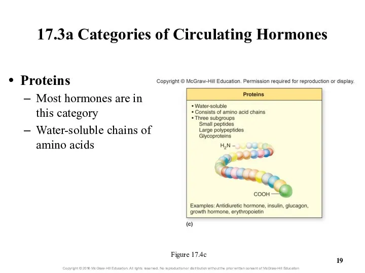 17.3a Categories of Circulating Hormones Figure 17.4c Proteins Most hormones are