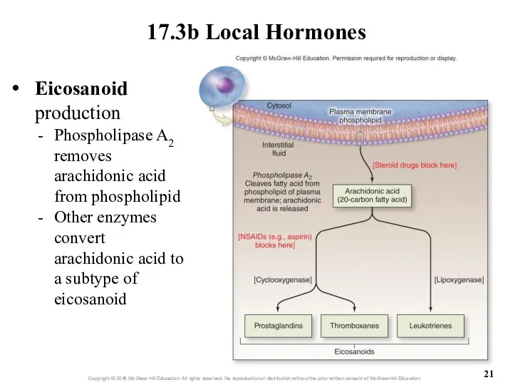 17.3b Local Hormones Eicosanoid production Phospholipase A2 removes arachidonic acid from