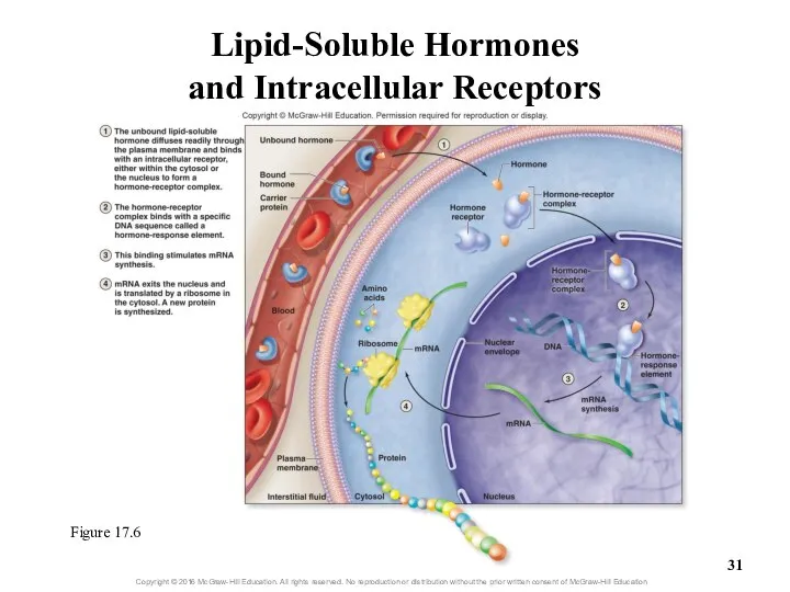Lipid-Soluble Hormones and Intracellular Receptors Figure 17.6