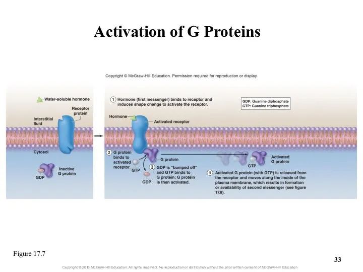 Activation of G Proteins Figure 17.7