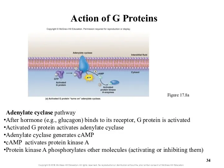 Action of G Proteins Figure 17.8a Adenylate cyclase pathway After hormone