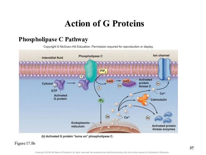 Action of G Proteins Figure 17.8b Phospholipase C Pathway