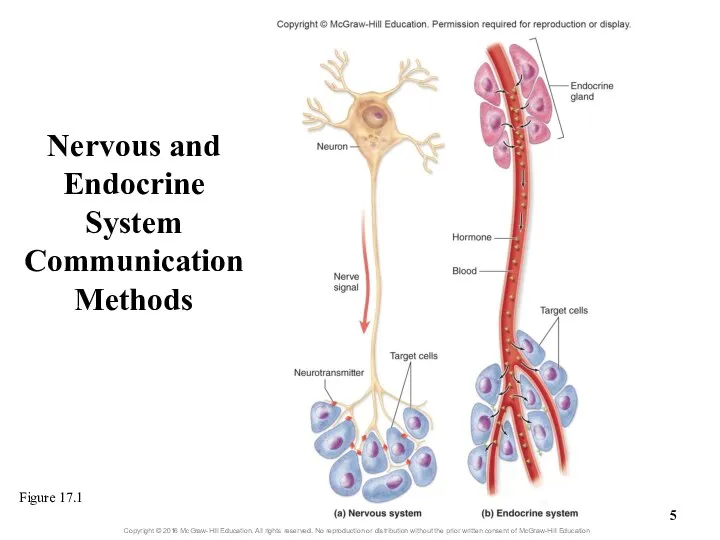 Nervous and Endocrine System Communication Methods Figure 17.1