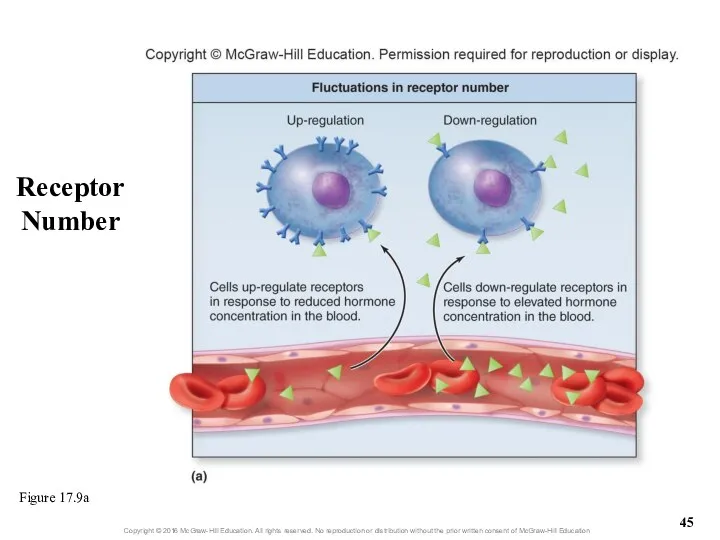 Receptor Number Figure 17.9a