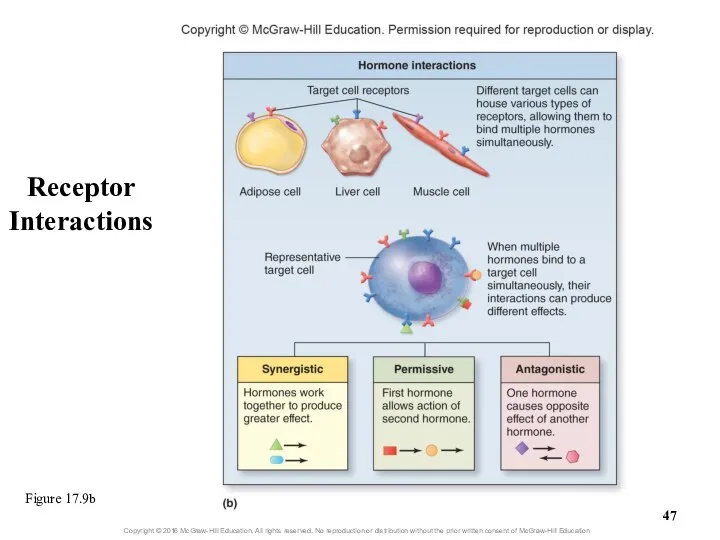 Receptor Interactions Figure 17.9b