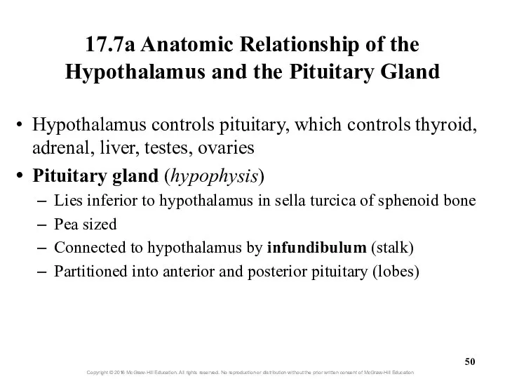 17.7a Anatomic Relationship of the Hypothalamus and the Pituitary Gland Hypothalamus
