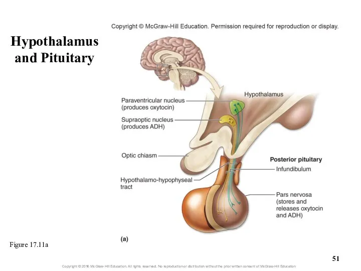 Hypothalamus and Pituitary Figure 17.11a