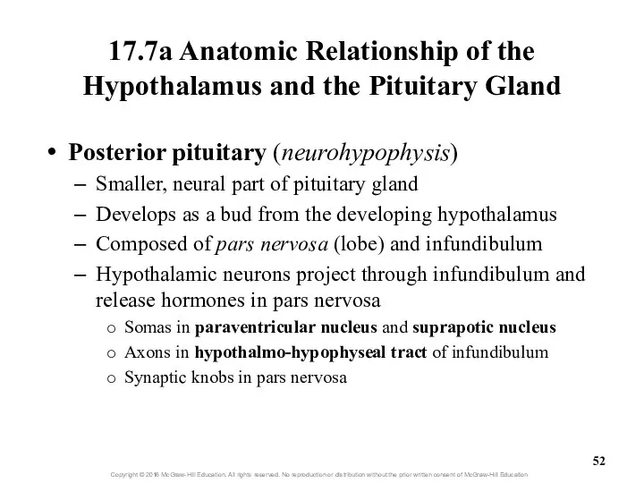 17.7a Anatomic Relationship of the Hypothalamus and the Pituitary Gland Posterior