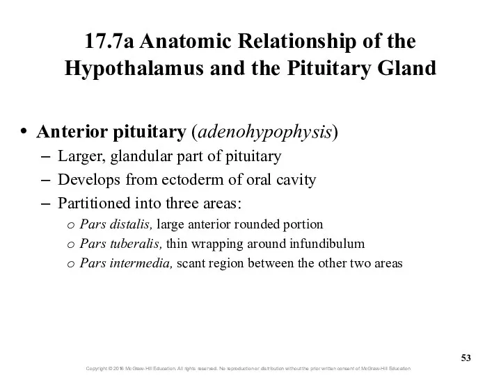 17.7a Anatomic Relationship of the Hypothalamus and the Pituitary Gland Anterior