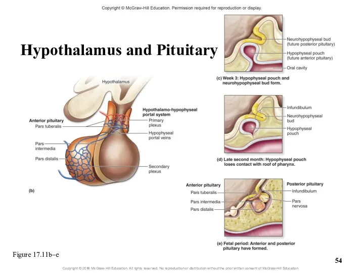 Figure 17.11b–e Hypothalamus and Pituitary