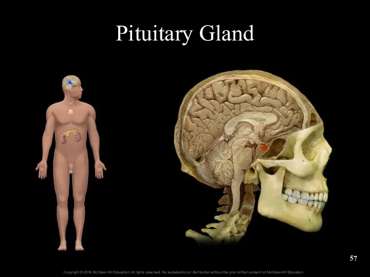 Pituitary Gland