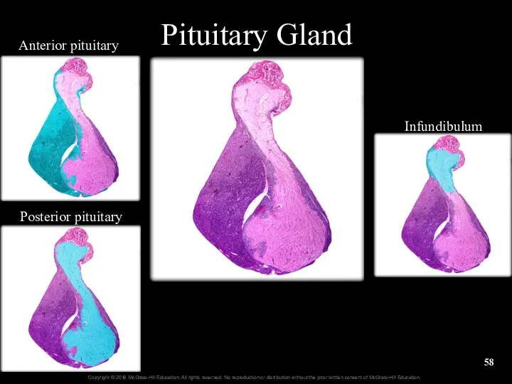 Pituitary Gland Anterior pituitary Posterior pituitary Infundibulum