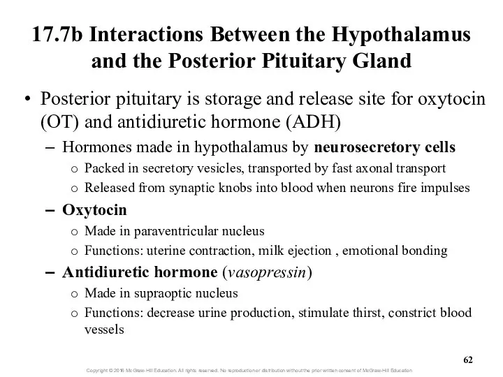 17.7b Interactions Between the Hypothalamus and the Posterior Pituitary Gland Posterior