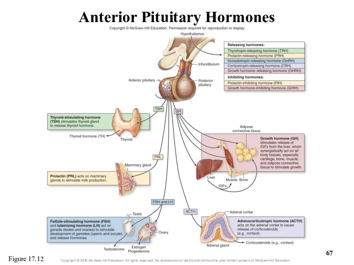 Anterior Pituitary Hormones Figure 17.12