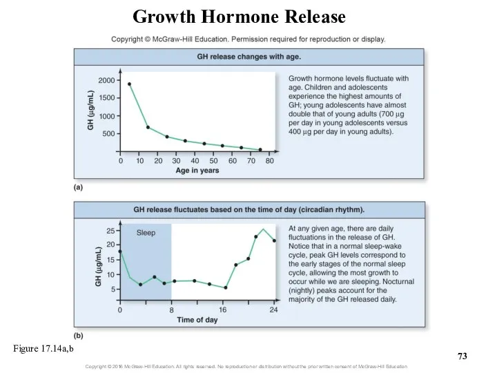 Growth Hormone Release Figure 17.14a,b