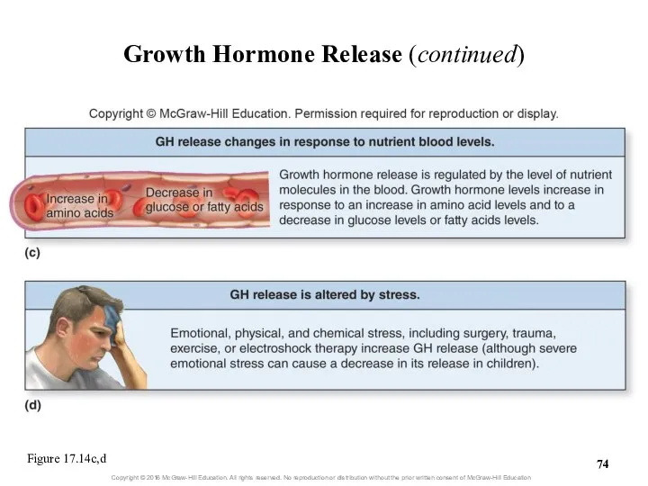 Growth Hormone Release (continued) Figure 17.14c,d